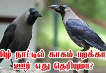 காசியில் கருடன் பறக்காது என்பது தெரியும்..! தமிழ் நாட்டில் காகம் பறக்காத ஊர் எது தெரியுமா?