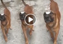 பலரை வியக்க வைத்த நாயின் செயல்! குவியும் பாராட்டுக்கள்!! வீடியோ காட்சி!!