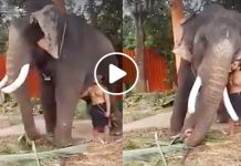 பாகன் கூறிய வார்த்தைக்கு யானையின் செயல்… எத்தனை தடவை பார்த்தாலும் சலிக்காத காட்சி….!