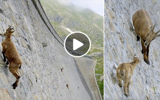 இந்த ஆடு செய்யும் அற்புதத்தைப் பாருங்க… ஒரு நிமிசம் ஷா க் கா கிடுவீங்க… சான்ஸே இல்லை..!