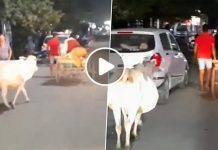 சாலையில் அ டி பட்ட கன்றுகுட்டி.. தாய்பசு பாசத்தில் செஞ்சதைப் பாருங்க… பாருங்க உருகிடுவீங்க..!