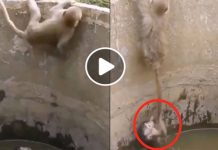 நீர் தொட்டியில் தவறி விழுந்த குட்டி குரங்கு.. பாசத்தால் தாய் குரங்கு செய்ததை பாருங்க.. உருகிப் போவீங்க…!