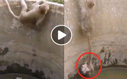 நீர் தொட்டியில் தவறி விழுந்த குட்டி குரங்கு.. பாசத்தால் தாய் குரங்கு செய்ததை பாருங்க.. உருகிப் போவீங்க…!