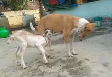 ஆட்டுக்குட்டிக்கு தாயாகிய நாய்… நெகிழ வைக்கும் புகைப்படங்கள்!!