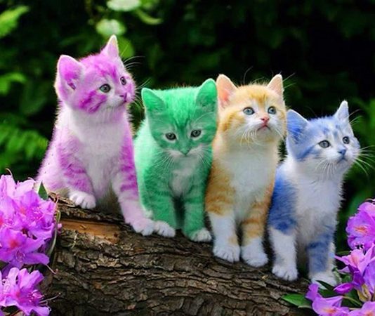 செல்போனுக்கு அ டி மையான பூனை… செல்போனை பி.டு.ங்.கினால் என்ன செ ய் யுதுன்னு பாருங்க..!