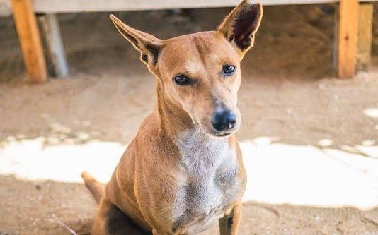 இலங்கையில் நாய்களிடையே பரவும் வைரஸ் : பல நாய்கள் மரணம்!!