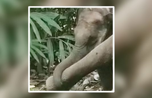 வழி நடத்திய கால்களை கட்டிக் கொ ண் டு அ ழு த குட்டியானை! – கேரள காட்டுக்குள் ஒரு க ண்ணீர் ச ம்பவம்!!