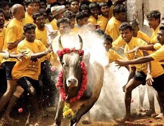 உலக பிரசித்தி பெற்ற பாலமேடு ஜல்லிக்கட்டு போட்டி இன்று ஆரம்பம்!!