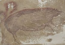 இந்தோனேசியாவில் பழமையான குகை ஓவியம் கண்டுபிடிப்பு: 45,500 ஆண்டுகளுக்கு முன் வரையப்பட்ட ஓவியம் என தகவல்!!