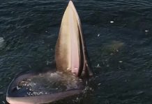 இ ரையை லாவகமாக க வ்விச் செல்லும் ஈடன் திமிங்கலம்… சமூக வலைதளங்களில் வை ர லாகும் காட்சிகள்!!