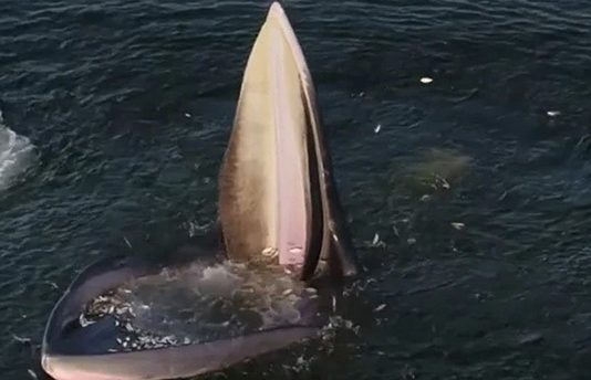 இ ரையை லாவகமாக க வ்விச் செல்லும் ஈடன் திமிங்கலம்… சமூக வலைதளங்களில் வை ர லாகும் காட்சிகள்!!