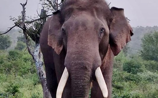 டயரில் தீ.க்.கொ.ளு.த்.தி யானை மீது வீ சி ய கொ.டூ ர ம்: ப தைப தைக்கும் வீடியோ காட்சி!