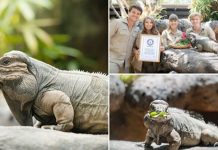 கின்னஸ் சாதனை படைத்த இகுவானா..! எவ்ளோ வயது தெரியுமா?