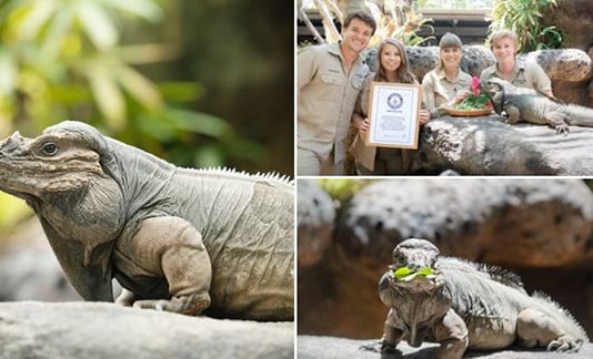 கின்னஸ் சாதனை படைத்த இகுவானா..! எவ்ளோ வயது தெரியுமா?