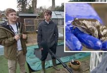 அ ழி ந்து வரும் அரிய தவளை, பல்லி, ஆமைகளை கா க்கும் இ ளை ஞர்கள்!