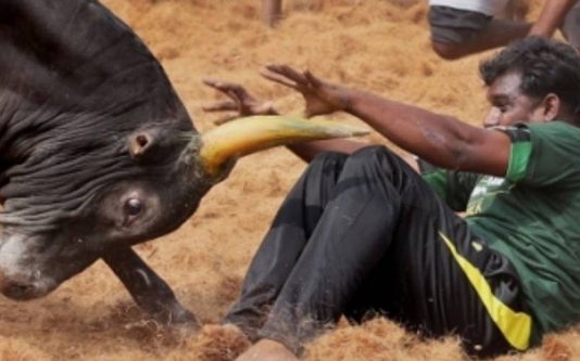 அனல் பறந்த அலங்காநல்லூர் ஜல்லிகட்டு! தெறித்து ஓடிய காளையர்கள்: 5 நிமிடம் நின்று ஆடிய காளையின் வீடியோ காட்சி!