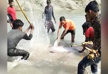 டால்பினை அ.டி.த்.துக்கொ.ன்ற மூவர்!! அதன் பின் ந டந்த ச ம்பவம்!!