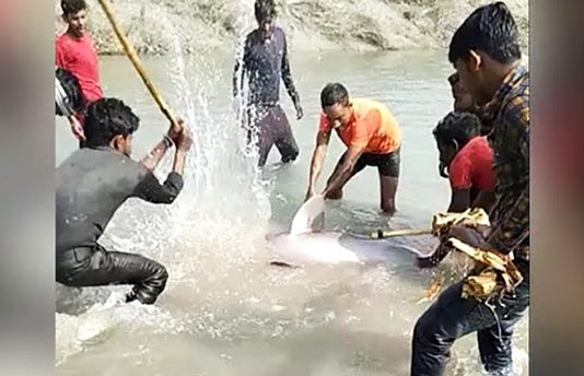 டால்பினை அ.டி.த்.துக்கொ.ன்ற மூவர்!! அதன் பின் ந டந்த ச ம்பவம்!!