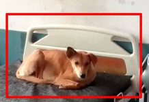 நாய்களின் இருப்பிடமாக மாறிய ம ரு த்துவமனை: மெத்தையில் உல்லாச உறக்கம்!! வீடியோ காட்சி!!