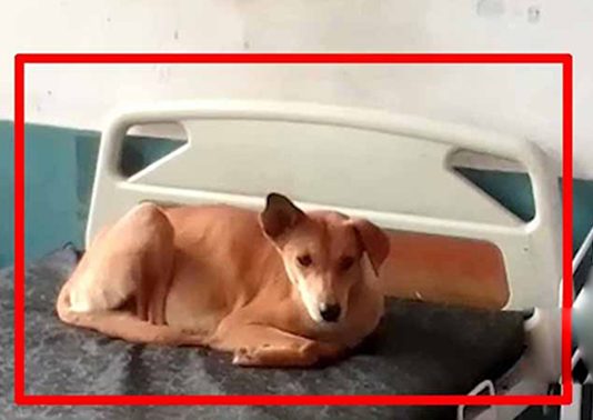 நாய்களின் இருப்பிடமாக மாறிய ம ரு த்துவமனை: மெத்தையில் உல்லாச உறக்கம்!! வீடியோ காட்சி!!