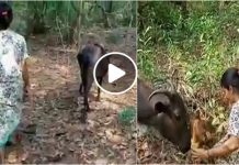 முதல்நாள் மேய சென்ற இரவு திரும்பவில்லை. அடுத்த நாள் காலை பசு அழைத்து சென்று செய்த வேலையைப் பாருங்க.. ஒரு நிமிசம் சிலிர்த்தே போவீங்க..!