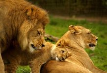 குட்டிகளை பிடிக்க முயன்ற வேட்டைக்காரர்கள்! தாய் சிங்கம் சும்மா விடுமா?