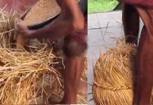 விவசாயிகள் விதை நெல்லை எப்படி பாதுகாப்பார்கள் தெரியுமா?