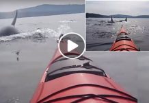 நீல திமிங்கிலத்திடம் ஒற்றை படகில் தனியாக மா ட்டிய நபர்கள்! திக் திக் காணொளி!!