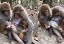 மில்லியன் இதயங்களை நெகிழ செய்த குரங்கின் செயல்! மனிதர்களையும் மிஞ்சிய பாசம்… வைரலாகும் வீடியோ!!