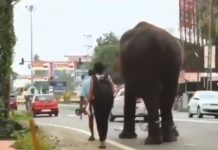 வைரலாகும் யானையின் நாகரீகம்..! நாயை மிதிக்காமல் நகர்ந்து செல்லும் யானை..!