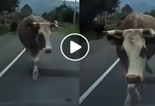 தெருவில் வளைந்து நெளிந்து நடனம் ஆ.டி.ய ப.சு! மில்லியன் பார்வையாளர்களை மீண்டும் மீண்டும் பார்க்க வைத்த காட்சி!!