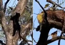 நேருக்குநேர் சந்தித்து கர்ஜித்த இரு சிறுத்தைகள்.. நொடியில் சிலிர்த்த பார்வையாளர்கள்!!