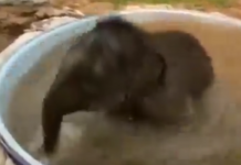தண்ணீர் தொட்டிக்குள் துள்ளி குதித்து குளித்து மகிழும் யானைக் குட்டி! மில்லியன் இதயங்களை ரசிக்க வைத்த காட்சி..!