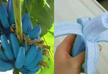 பல அதிசயங்களை கொண்ட நீல நிற வாழைப்பழம்.. இதன் சுவை எப்படி இருக்கும் தெரியுமா? வைரல் புகைப்படம்!