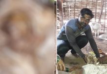 மனித மு கத்தோற்றத்தில் பிறந்த அதிசய ஆட்டுக்குட்டி…. பிறந்து சில நிமிடங்களிலேயே உ யி ரிழந்த சோ கம்!!