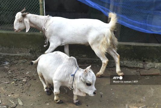 ஆட்டுக்குட்டியை விட குள்ளமான அதிசய பசு : பார்க்க திரளும் மக்கள் கூட்டம்!!