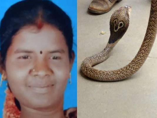 பெண்ணை க.டித்த பா.ம்.பு : வீட்டிற்கு 8 நாட்கள் கழித்து மீண்டும் வந்து உ.யி.ரை.வி.ட்.ட அ.தி.ர்.ச்.சி சம்பவம்!!