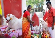 கோலகலமாக நடந்த வளர்ப்பு நாயின் வளைகாப்பு : சுவாரஸ்ய தகவல்!!