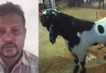 கர்ப்பிணி ஆட்டை வன்கொடுமை செய்து கொன்ற நபர் : பேரதிர்ச்சியில் ஹோட்டல் ஊழியர்கள்!!
