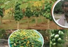 எதேர்ச்சையாக பார்த்த ஒரு வீடியோவால் கோடீஸ்வரர் ஆன நபர் : எதிர்பாராமல் பணக்காரரான தொழிலாளி!!