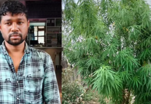 வேலைக்கு போகாமல் வீட்டில் 3 மாதம் கஞ்சா செடி வளர்த்த இளைஞனுக்கு நேர்ந்த பரிதாபம்!!