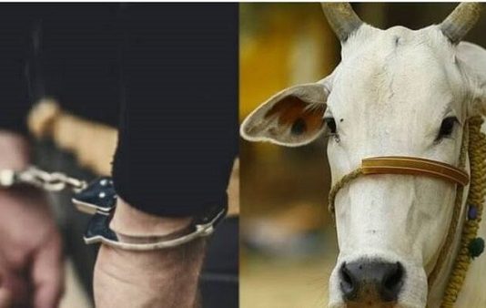 கர்ப்பிணி பசுவை கொடூரமாக பாலியல் வன்புணர்வு செய்த சைகோ : தாங்க முடியாமல் உயிரிழந்த பசு!!